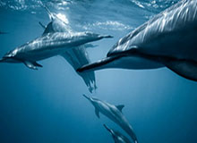 betvictor伟德(中国)唯一官方网站——安全、便捷的线上娱乐首选